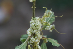 Cuscuta chinensis